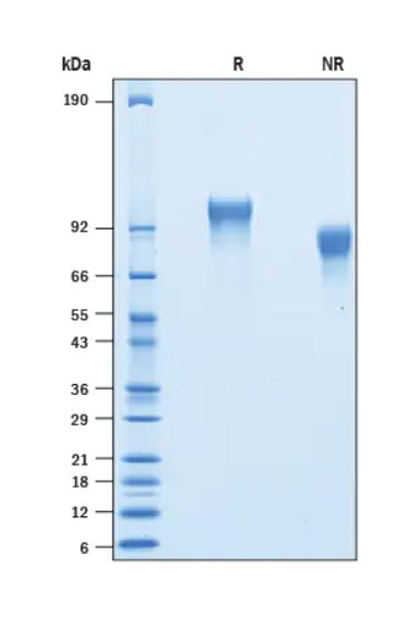 2 μg/lane Protein  was resolved with SDS-PAGE under reducing (R) and non-reducing (NR) conditions and visualized by Coomassie® Blue staining.